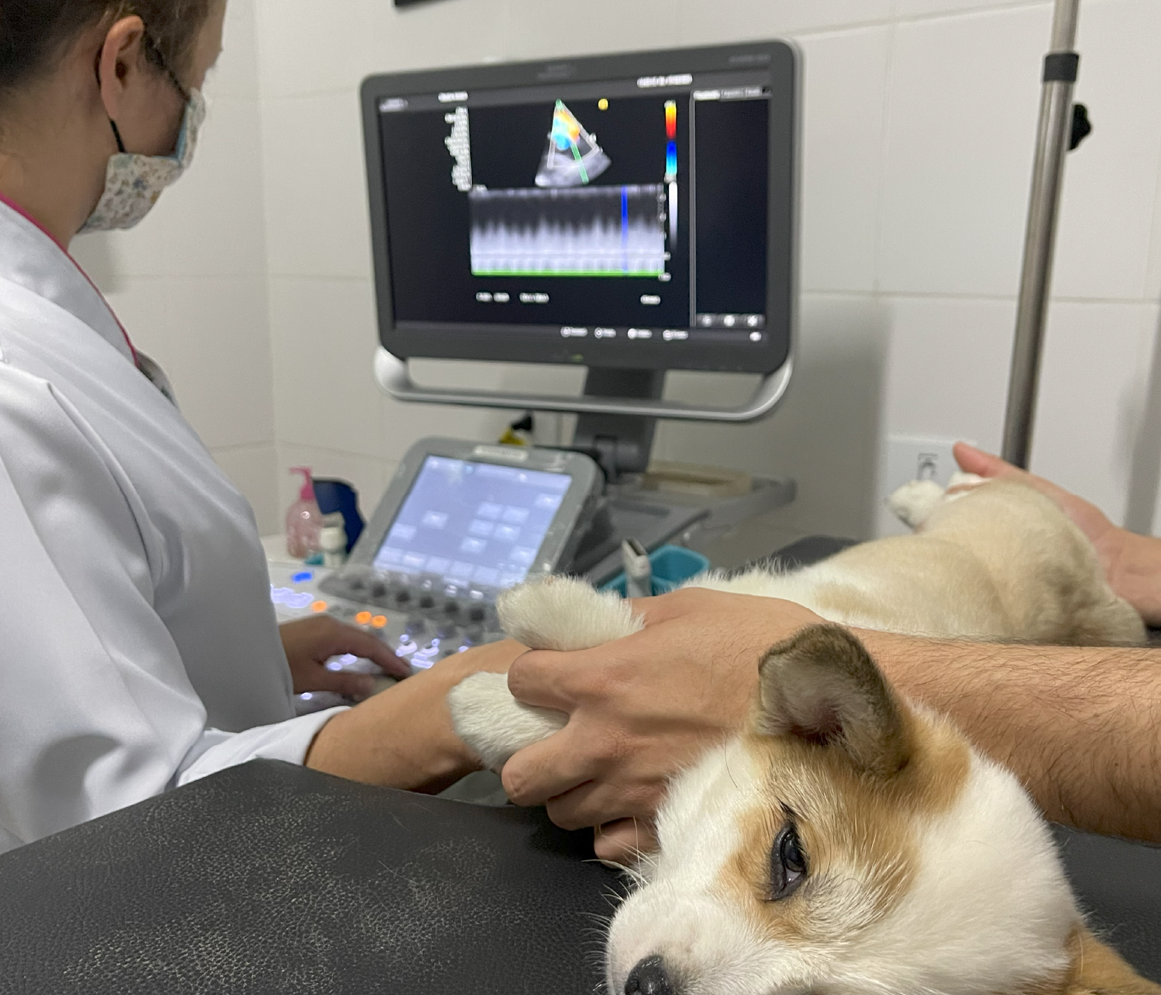 Exames veterinários em Vargem Grande Paulista