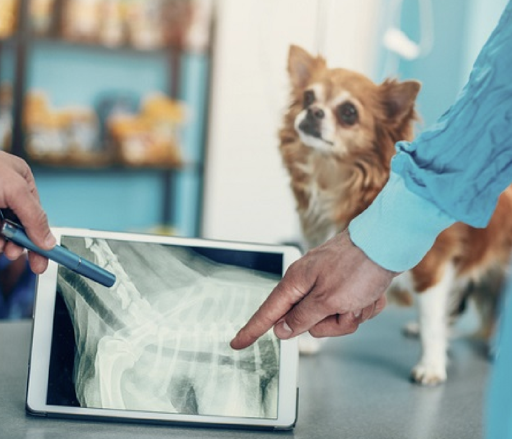 Raio-X veterinário em Vargem Grande Paulista