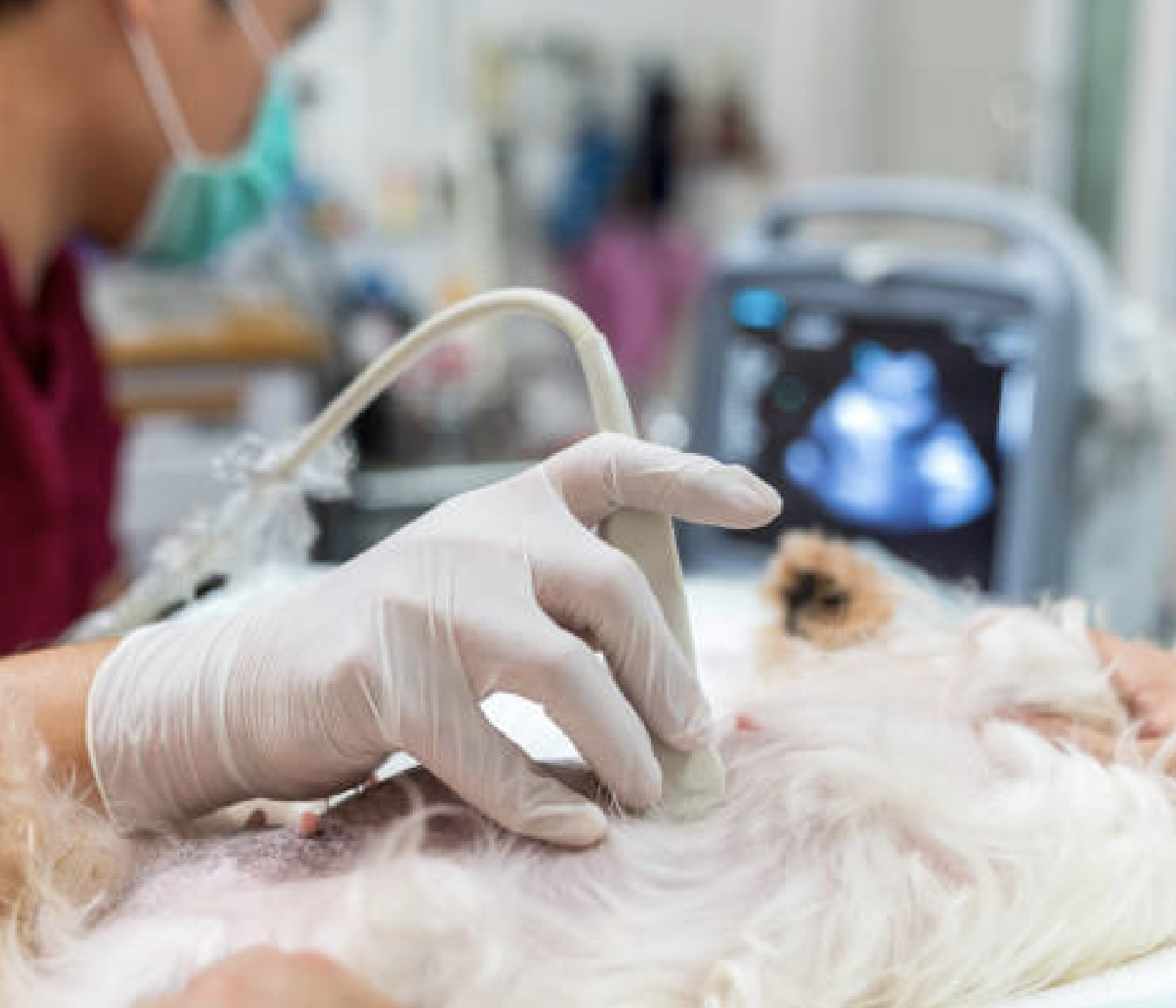 Ultrassom veterinário em Vargem Grande Paulista