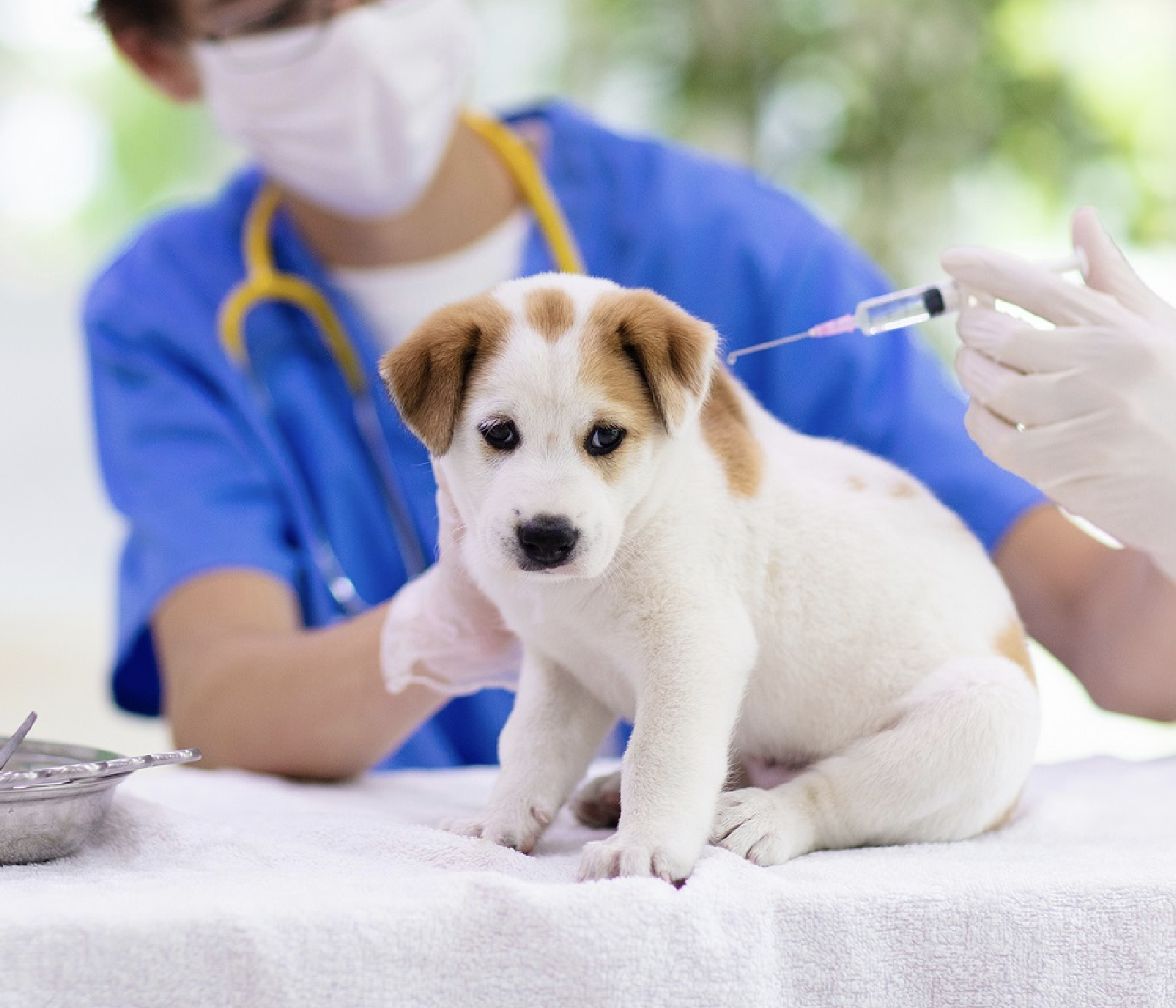 Vacinação de cães e gatos em Vargem Grande Paulista